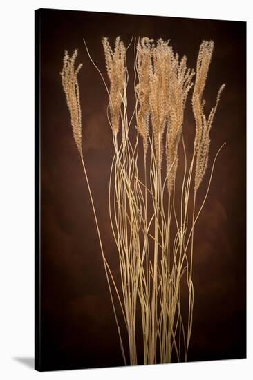 Dried Winter Grasses-Steve Gadomski-Stretched Canvas