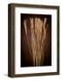 Dried Winter Grasses-Steve Gadomski-Framed Photographic Print