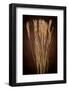 Dried Winter Grasses-Steve Gadomski-Framed Photographic Print