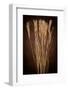 Dried Winter Grasses-Steve Gadomski-Framed Photographic Print