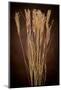 Dried Winter Grasses-Steve Gadomski-Mounted Photographic Print