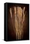 Dried Winter Grasses-Steve Gadomski-Framed Stretched Canvas