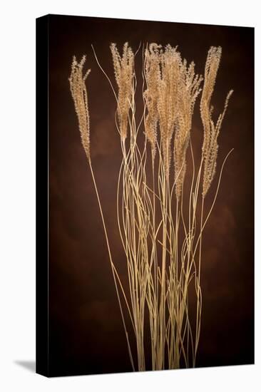 Dried Winter Grasses-Steve Gadomski-Stretched Canvas