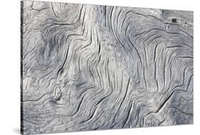 Drift wood pattern, Cape Onman, Chukchi Sea, Russia Far East-Keren Su-Stretched Canvas