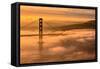 Drifting In, Sunrise Fog Envelopes Golden Gate Bridge, San Francisco-Vincent James-Framed Stretched Canvas