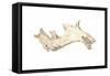 Driftwood, 2015-Lincoln Seligman-Framed Stretched Canvas