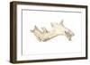 Driftwood, 2015-Lincoln Seligman-Framed Giclee Print