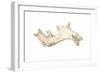 Driftwood, 2015-Lincoln Seligman-Framed Giclee Print