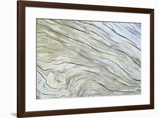 Driftwood along Rialto Beach, Olympic National Park, Washington State-Darrell Gulin-Framed Photographic Print