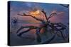 Driftwood and Sunset-Lantern Press-Stretched Canvas