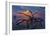 Driftwood and Sunset-Lantern Press-Framed Art Print