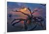 Driftwood and Sunset-Lantern Press-Framed Art Print