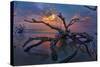 Driftwood and Sunset-Lantern Press-Stretched Canvas