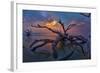 Driftwood and Sunset-Lantern Press-Framed Art Print