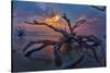 Driftwood and Sunset-Lantern Press-Stretched Canvas