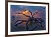 Driftwood and Sunset-Lantern Press-Framed Premium Giclee Print