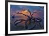 Driftwood and Sunset-Lantern Press-Framed Premium Giclee Print