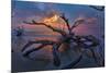 Driftwood and Sunset-Lantern Press-Mounted Premium Giclee Print