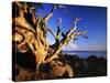 Driftwood at sunrise, Orcas Island, Washington, USA-Charles Gurche-Stretched Canvas