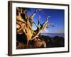 Driftwood at sunrise, Orcas Island, Washington, USA-Charles Gurche-Framed Photographic Print