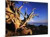 Driftwood at sunrise, Orcas Island, Washington, USA-Charles Gurche-Mounted Photographic Print