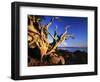 Driftwood at sunrise, Orcas Island, Washington, USA-Charles Gurche-Framed Photographic Print