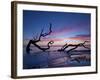 Driftwood Beach-PHBurchett-Framed Photographic Print