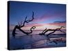 Driftwood Beach-PHBurchett-Stretched Canvas