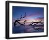 Driftwood Beach-PHBurchett-Framed Photographic Print