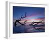 Driftwood Beach-PHBurchett-Framed Photographic Print