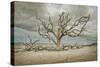 Driftwood Beach-Barbara Simmons-Stretched Canvas