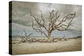 Driftwood Beach-Barbara Simmons-Stretched Canvas