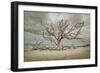 Driftwood Beach-Barbara Simmons-Framed Photographic Print