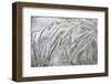 Driftwood, Detail, Fissures and Structures, Selective Focus, National Park Jasmund-Andreas Vitting-Framed Photographic Print