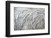 Driftwood, Detail, Fissures and Structures, Selective Focus, National Park Jasmund-Andreas Vitting-Framed Photographic Print