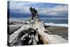 Driftwood, Dungeness Spit, Strait of Juan de Fuca, Washington, USA-Michel Hersen-Stretched Canvas