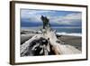 Driftwood, Dungeness Spit, Strait of Juan de Fuca, Washington, USA-Michel Hersen-Framed Photographic Print