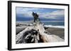 Driftwood, Dungeness Spit, Strait of Juan de Fuca, Washington, USA-Michel Hersen-Framed Photographic Print