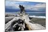 Driftwood, Dungeness Spit, Strait of Juan de Fuca, Washington, USA-Michel Hersen-Mounted Photographic Print