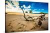 Driftwood in Golden Bay, Tasman Region, South Island, New Zealand, Pacific-Laura Grier-Stretched Canvas