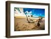 Driftwood in Golden Bay, Tasman Region, South Island, New Zealand, Pacific-Laura Grier-Framed Photographic Print