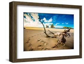 Driftwood in Golden Bay, Tasman Region, South Island, New Zealand, Pacific-Laura Grier-Framed Photographic Print