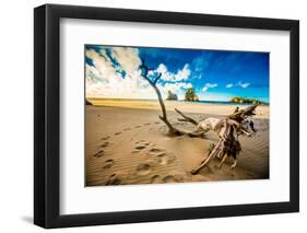 Driftwood in Golden Bay, Tasman Region, South Island, New Zealand, Pacific-Laura Grier-Framed Photographic Print