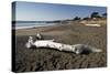 Driftwood on Beach-Stuart-Stretched Canvas