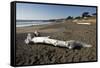 Driftwood on Beach-Stuart-Framed Stretched Canvas