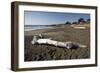 Driftwood on Beach-Stuart-Framed Photographic Print