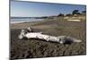 Driftwood on Beach-Stuart-Mounted Photographic Print