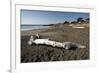 Driftwood on Beach-Stuart-Framed Photographic Print