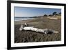 Driftwood on Beach-Stuart-Framed Photographic Print