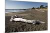 Driftwood on Beach-Stuart-Mounted Photographic Print